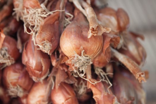 Onion clump Commonly used as a side dish in Thailand.
