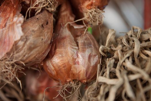 Onions with green stems grow out. For the plant in Thailand