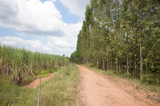 Sugarcane and Eucalyptus trees with a road through the countryside.