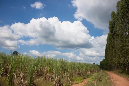 Sugarcane and Eucalyptus trees with a road through the countryside.