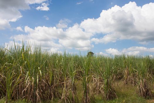 Sugarcane and blue sky
