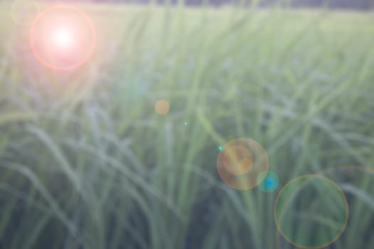 Background blur rice Lens flare