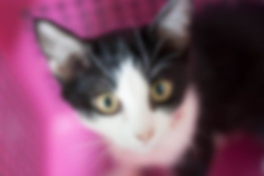 Black Cat pink background blur