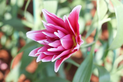 Pink lilies flower