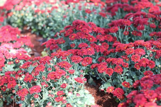 Gerbera red flower