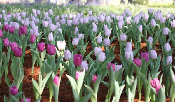 Tulips in flower festival in Thailand.