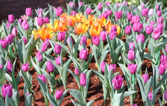 Tulips purple orange flower