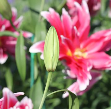 flowers are not blooming lily pink background.