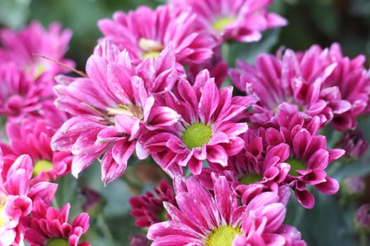 Gerbera pink flower
