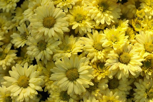 Gerbera yellow flower in garden