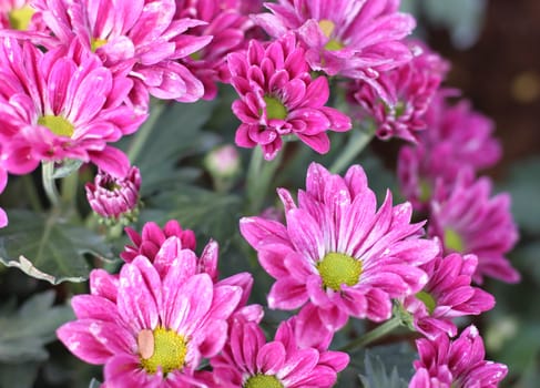 Gerbera pink flower Not yet in full bloom