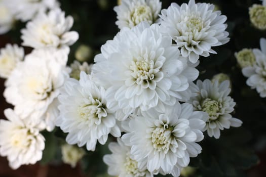 Gerbera White flower