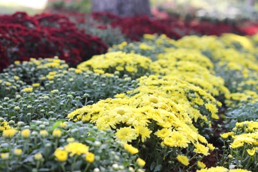 Garden Gerbera yellow.