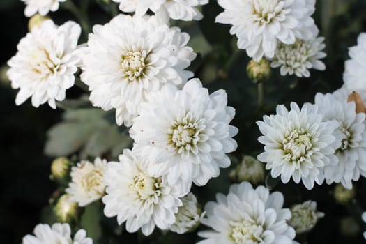 Gerbera White flower