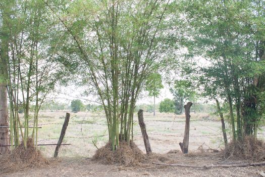 Fields with bamboo.