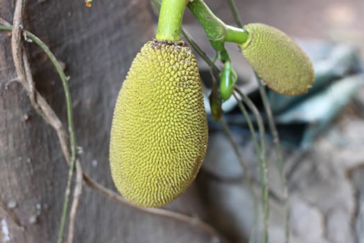 many jackfruit on the tree