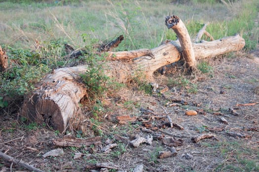 Timber was covered with small trees. The sun at dusk near