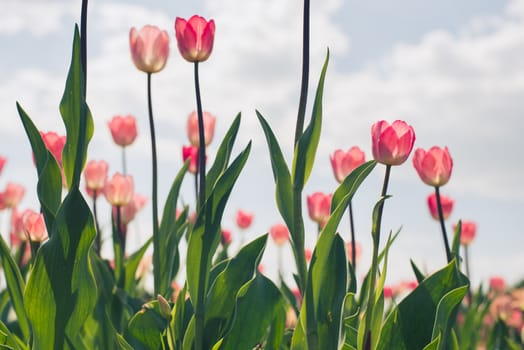 Group of red tulips in the park agains clouds. Spring blurred background.