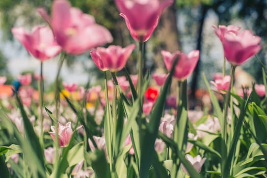 Group of red tulips in the park agains clouds. Spring blurred background.