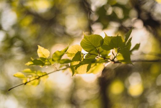 Leaves of linden tree lit  thorough by sun shining through summer. Background.