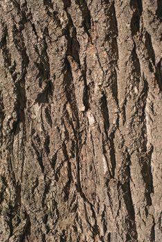 Old Wood Tree bark Texture Background Pattern. vertical image.