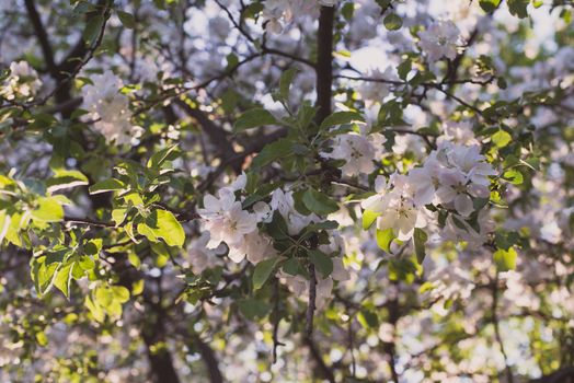 apple tree flower blossom  in  garden with sun rays and bokeh.