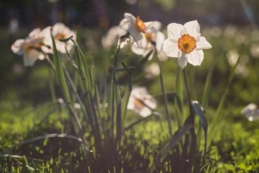 White daffodils in sunset light summer meadow. Instagram filter