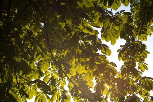 Green Tree branches chestnut nature abstract background in sunny forest.