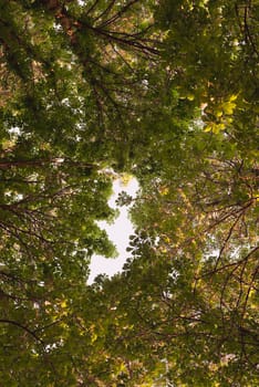 Looking up in Forest - Green Tree branches chestnut nature abstract background. branches gap in shape baby.