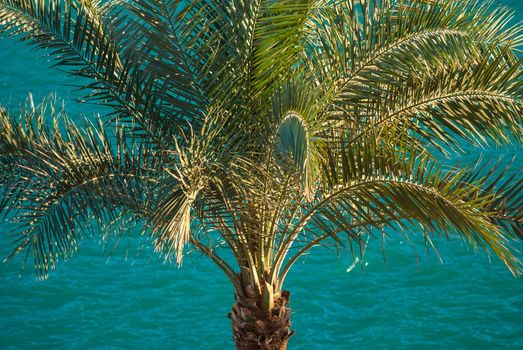 beautiful clear blue  turquoise sea ocean water surface with ripples and big palm on foreground.