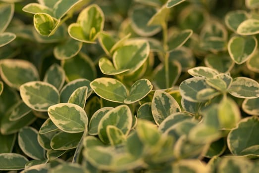 Eco nature  green leaves and abstract  background with sunshine. close-up.