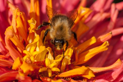 bee on the red orange flower gathering pollen.