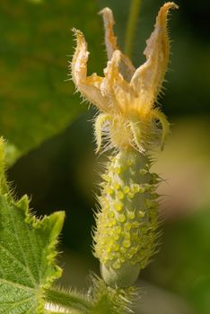 Flowering cucumber in the summer sunny garden. Macro close-up shot