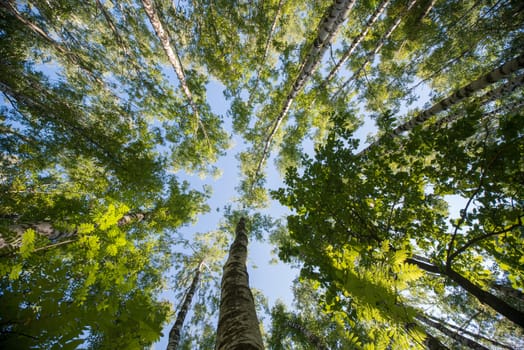 Looking up in Forest - Green Tree branches nature abstract background.