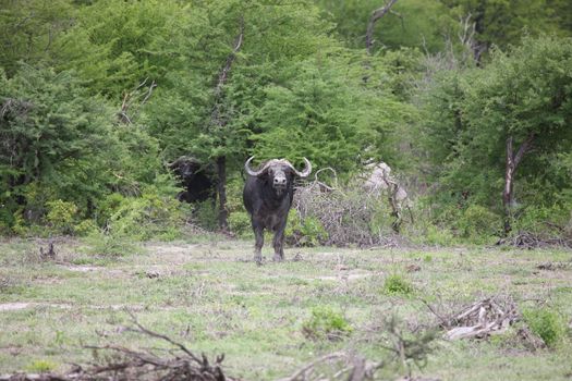 Wild Africa Botswana savannah African Buffalo animal mammal