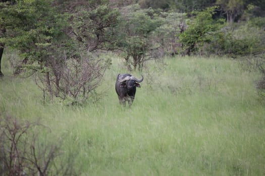 Wild Africa Botswana savannah African Buffalo animal mammal