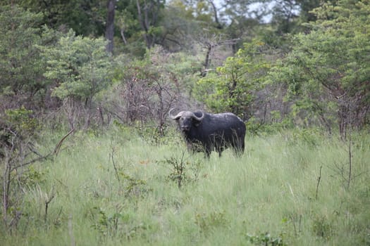 Wild Africa Botswana savannah African Buffalo animal mammal