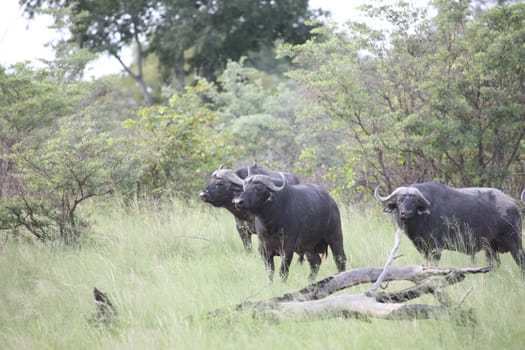 Wild Africa Botswana savannah African Buffalo animal mammal