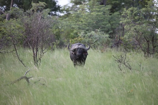 Wild Africa Botswana savannah African Buffalo animal mammal