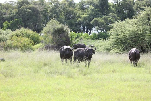 Wild Africa Botswana savannah African Buffalo animal mammal