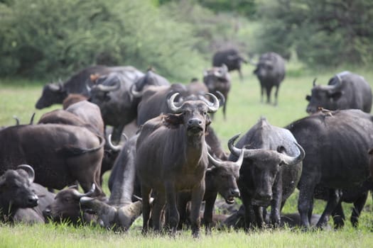 Wild Africa Botswana savannah African Buffalo animal mammal