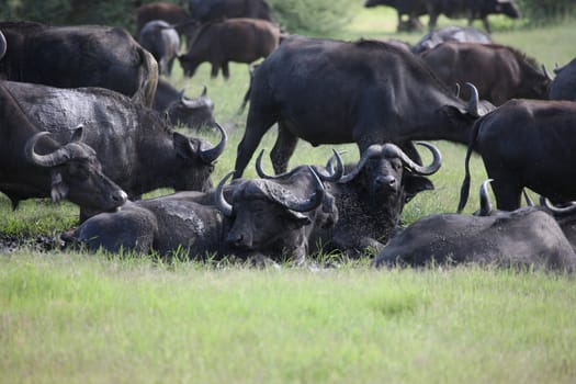 Wild Africa Botswana savannah African Buffalo animal mammal