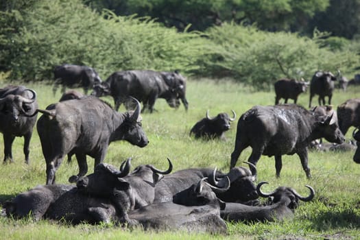 Wild Africa Botswana savannah African Buffalo animal mammal