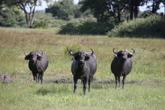 Wild Africa Botswana savannah African Buffalo animal mammal