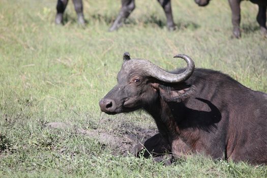 Wild Africa Botswana savannah African Buffalo animal mammal