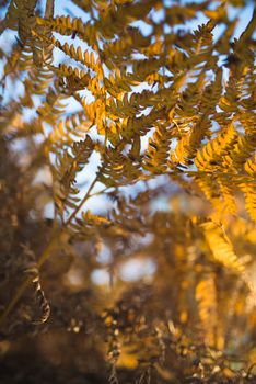 Nature background with fern leaves at sunset