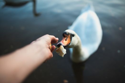 POV of feeding swan on the lake pond reaver. Toned image. Point of view shot.