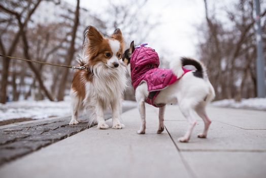 two funny dogs sniffs each other.