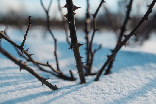 Frozen rose hips covered by snow and winter  blue sky