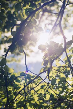 Leaves of linden tree lit  thorough by sun shining through summer. Background.